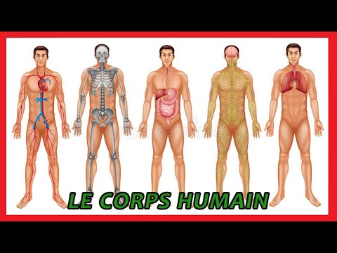 Le corps humain