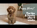 4 weeks in my new home  my conclusion as a puppy  toy poodle lotti