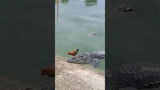 🐓🐓🐓 funny video 😋😊😅😄#animals