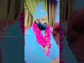 حضرت پیر فقیر حافظ محمد سلیم مہاروی خادم استانہ عالیہ پیر صددین مہار قادری رحمت اللہ علیہ سگیاں حضرت پیر فقیر حافظ محمد سلیم مہاروی خادم استانہ عالیہ پیر صددین مہار قادری رحمت اللہ علیہ سگیاں