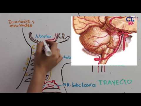 VASCULARIZACION ARTERIAL ENCEFALICA PARTE 2 Vertebro-basilar