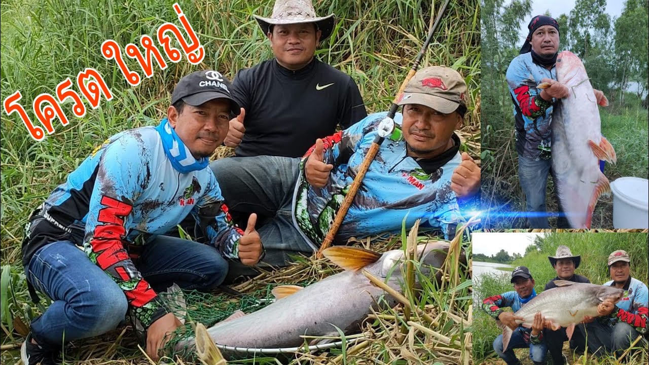 ตกสวายโครตรใหญ่ ตกสวายบ่อทราย ที่สุพรรณบุรี : สวายบ่อทรายเป็นปลาที่ขึ้นชื่อว่า ตกยากที่สุด ( 082 )