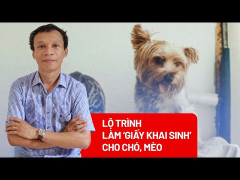 ‘Giấy khai sinh’ cho chó mèo: Lộ trình thế nào cho phù hợp? 