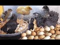 Black MURGI Hen Harvesting Eggs to Chicks | Roosters And Hens chick BORN Small Birds / Fish Cutting