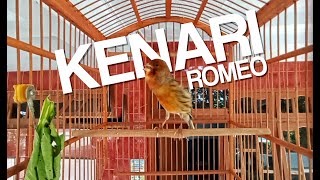 Kenari Gacor ROMEO