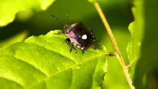 ツマジロカメムシ Menida Violacea の飛翔