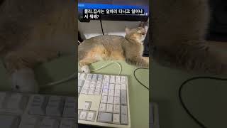 설송#멍집사와개냥이#일어나#아이유#컴퓨터와 일체#고양이