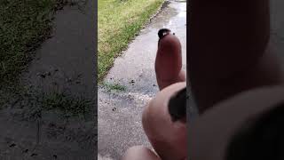The rollie pollie pooed on my finger.