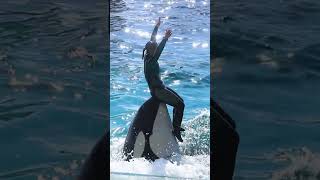 ララのシッティングバルーン回転が超エレガント!! #Shorts #鴨川シーワールド #シャチ #Kamogawaseaworld #Orca #Killerwhale