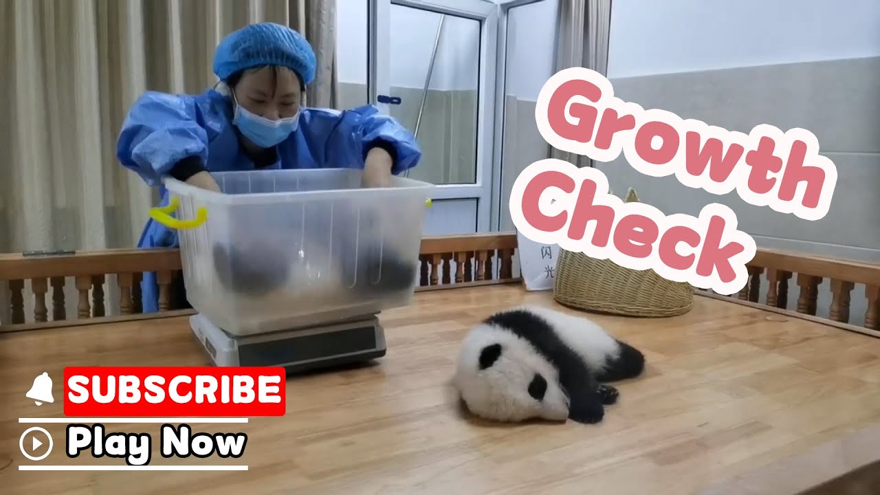 Weigh-In Time! Panda Baby’s Growth Check | iPanda - YouTube