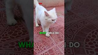 You Won't Believe What Happened! 😱 #Shorts #cutecat #shortvideo #animals #pets #trending #funny #cat