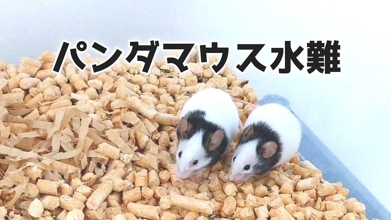 パンダマウス ケージ内水難 床材のネコ砂が粉々に Youtube
