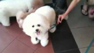 Bichon Frise at Uptown Pets Malaysia 2