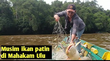 Surga ikan di musim Bertelur/ngedayaq yang ditunggu masyarakat Mahakam Ulu.#jaringikan #Viral