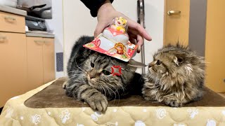 年明けの瞬間に鏡餅を乗せられ激怒してしまった猫
