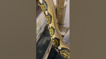My first retic…… Tony the Tiger Reticulated python……. He’ll be 4 in march. Raised from a hatchling