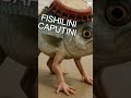 FISHILINI CAPUTINI #roblox #comedymemes #tungtungtungsahur