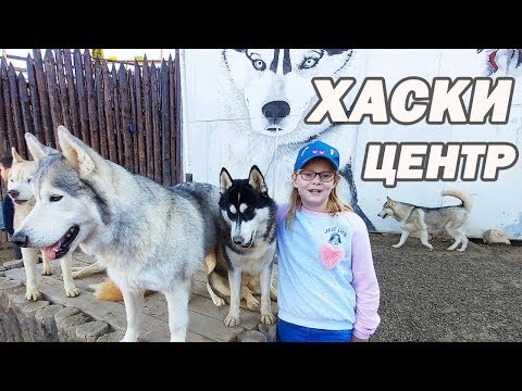 Video: Huskiju šķirnes Iezīmes