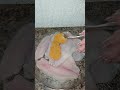 HACIENDO MI COMIDA DE HOY😋FILETE ZARANDEADO 👩‍🍳✨️💖#viral#viralvideo #vidacotidiana