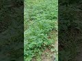 Perkembangan kacang tanah 30 hst#shortviral#kacangtanah
