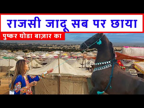 पुष्कर घोड़ा व्यापार के हर पल हर जगह के नज़ारे पुष्कर मेला बाज़ार 2023 Pushkar Horse Fair Market Video @SANJEEVKUMARGUPTA
