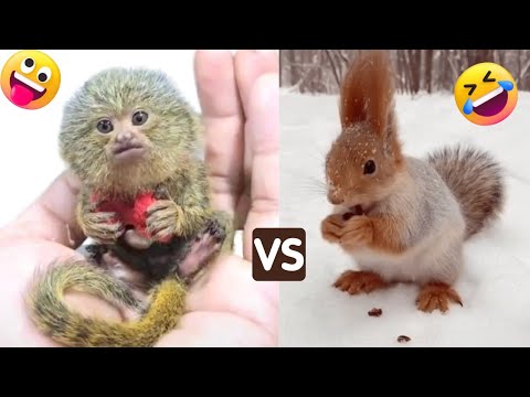World small animals | Cutest animals ever videos |animals 4K|cute and funny animal videos | CFV Pets