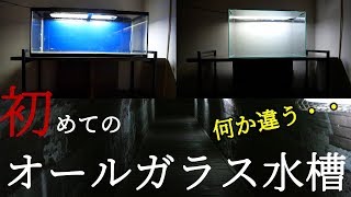 【水槽】アクア歴19年にして初のオールガラス水槽！だけど・・・【ふぶきテトラ】