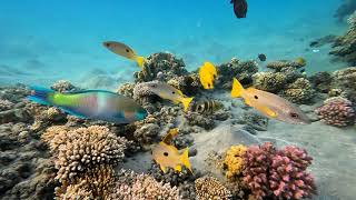 The best of red SEA Marsa Alam , Delfine, Schildkröten, Anemonen Fische und vieles mehr