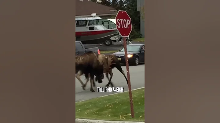 Epic Moose Battle Caught in Alaska! 🦌👊 #wildlife