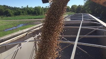 Loading soy beans on the farm