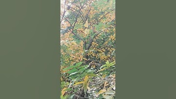 MAPLE TREE LEAVES  STARTED TO CHANGE  COLOR #hongkong #ofwhongkong #simplelife # TREES #MAPLE