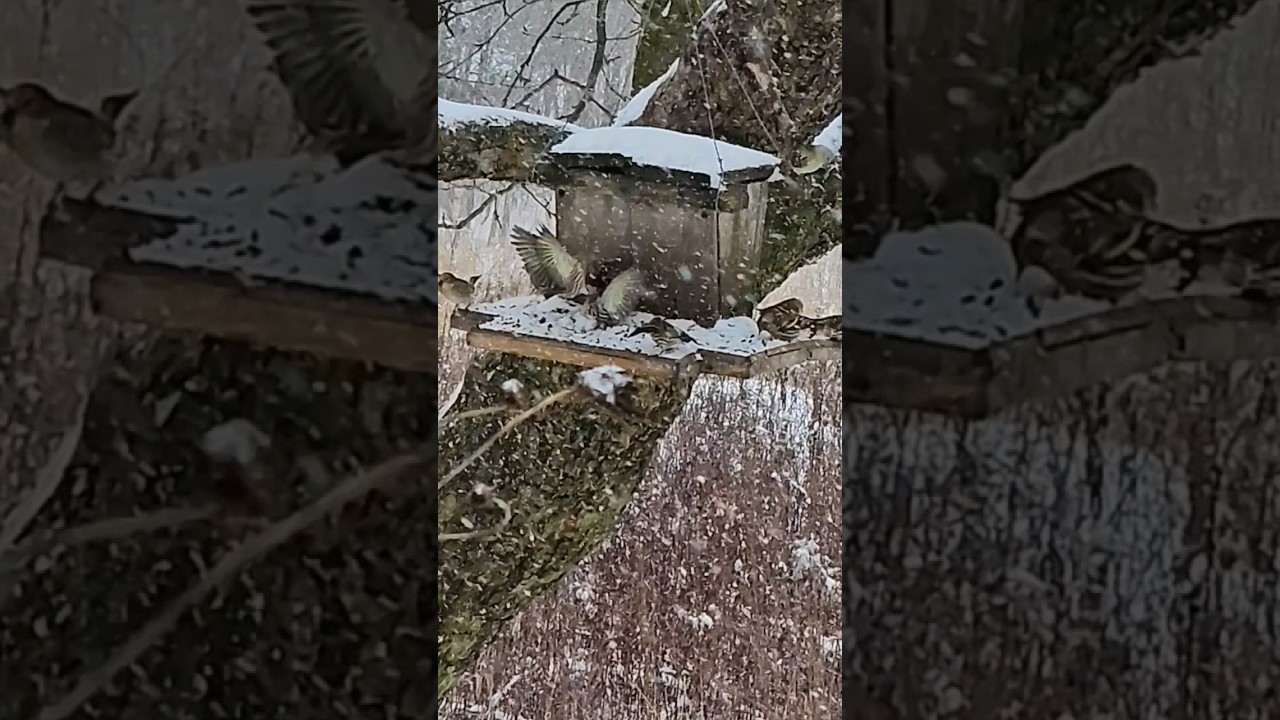 American Goldfinches display interesting behaviors (over sunflower)
