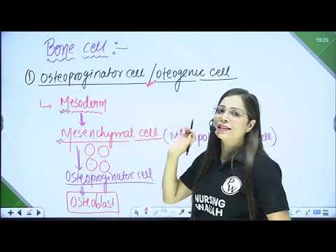 3  607 Skeletal System 02 Function of Bone Structure of Long Bone 🔥