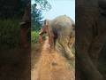 ହାତୀ 🐘 ଲୋକଙ୍କୁ ଗଡାଇଲା #ହାତୀ #elephant #animals #news #wildanimals #wildlife #song #odiavideo #love