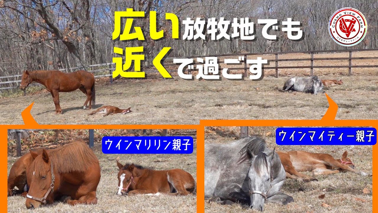 【母と仔馬】同じ放牧地で過ごすウインマリリン親子・ウインマイティー親子【25年産馬】【父タイトルホルダー、スワーヴリチャード】【初仔】【サラブレッド】