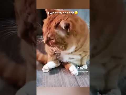 Fanny cats compilations 30s