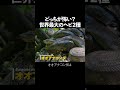 双璧をなす超巨大ヘビ #解説 #生物 #動物