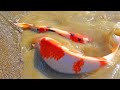 WHY DO KOI GROW SO FAST IN A MUD POND? (NATURAL POND)