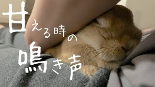 うさぎの甘えるときに出す鳴き声が可愛い　No.1120