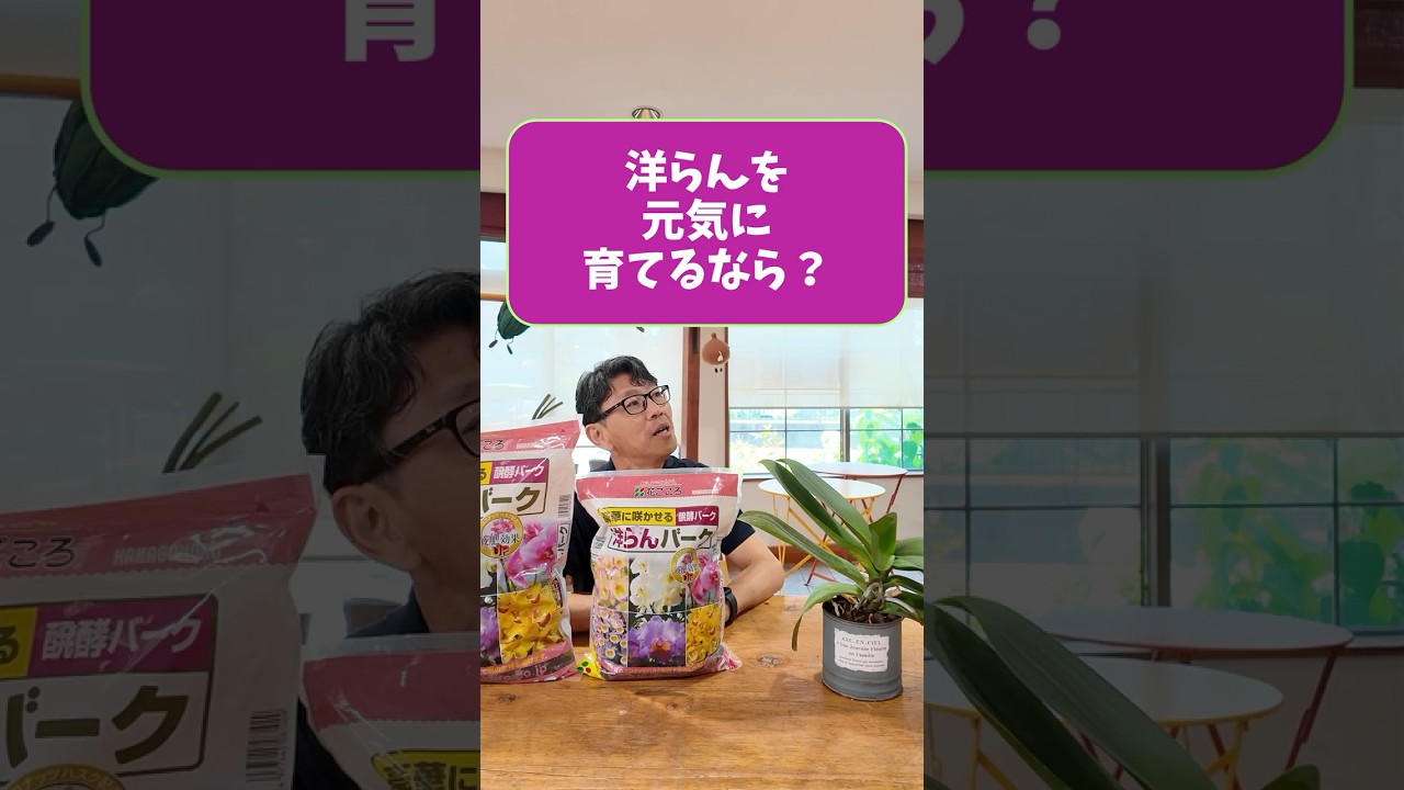 ほとんどの洋ラン、コレで植えられます！ - YouTube
