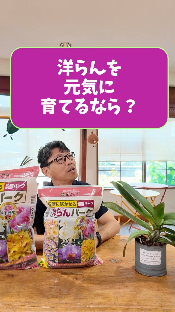 洋ラン等　まとめて譲渡 ほとんどの洋ラン、コレで植えられます！ - YouTube
