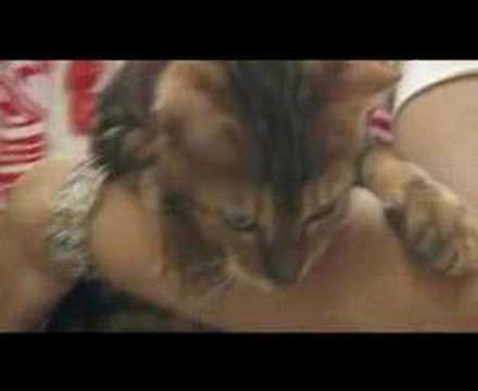 Watch the video about Bengal Cats