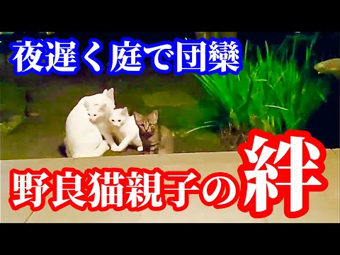 ニャンちゃん ニャンちゃんライフ - YouTube