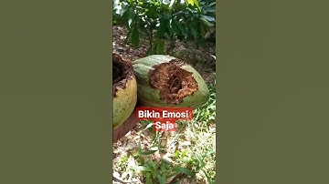 Tupai Bajing Bikin Emosi Makan Buah Kakao