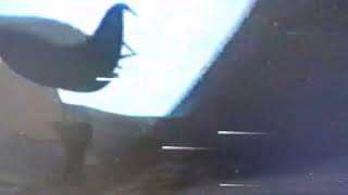 Spirit Stallion Of The Cimarron Spirit Gets Captured 2002 Vhs Capture