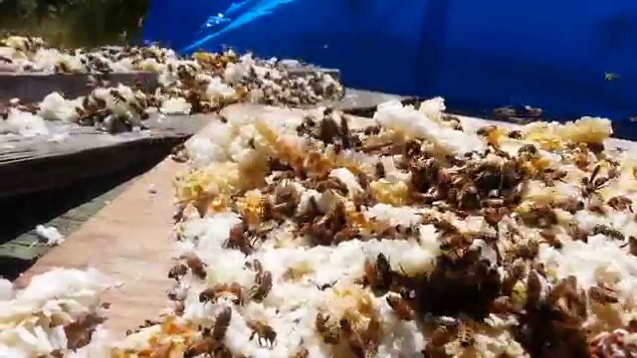 Honey Bees cleaning wax cappings August 1st 2015 YouTube