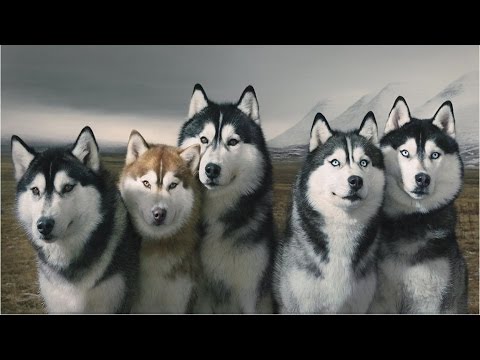 Video: Husky Säästää Kymmeniä Ihmisiä Tällä Alaskan Polulla