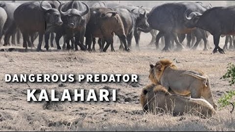 WILD KALAHARI | Challenges In The Land Of Predators |Red White Wild Animal Documentary
