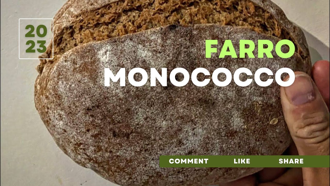 PANE DI FARRO MONOCOCCO 100% siciliano (ricetta completa)