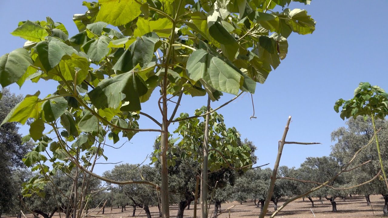 Do Japanese Holly Lose Their Leaves